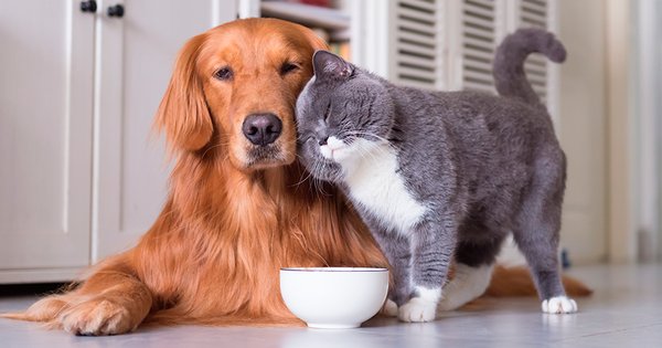 Estudio del Sernac: Comida de gato es más cara que la de perro