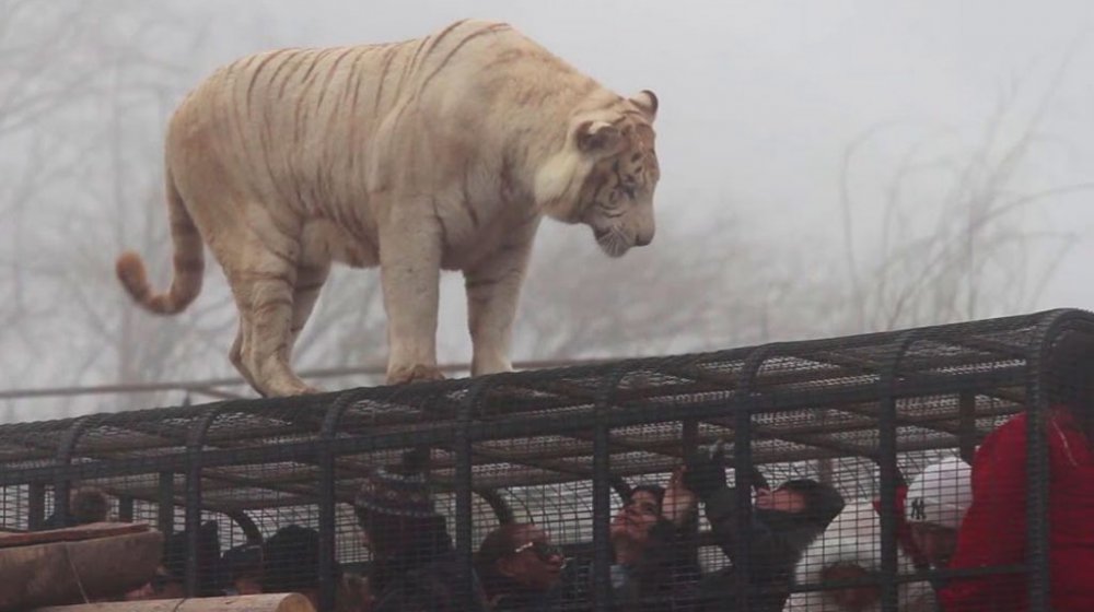 Caso Parque Safari: "En ningún momento nos advirtieron que había un tigre suelto"