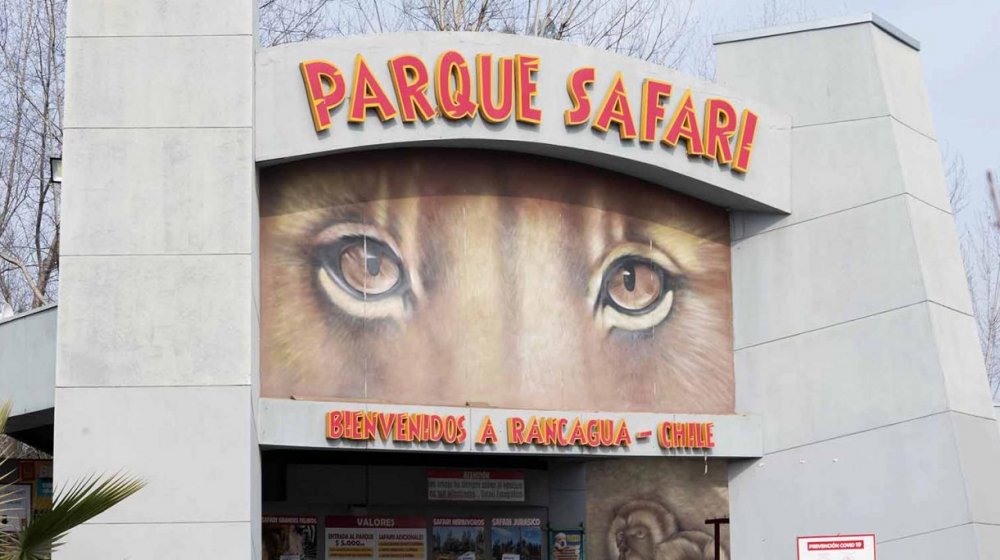 Manifestantes llegan hasta el Parque Safari para pedir que no sacrifiquen al tigre
