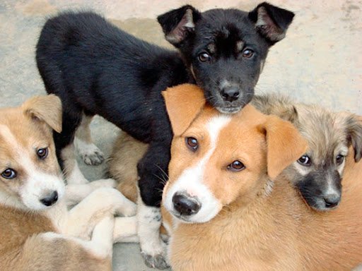 Lanzan la primera Encuesta Nacional sobre cuidado y salud de las mascotas