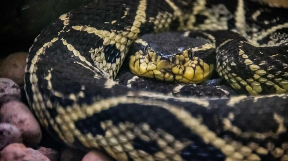 Veneno de serpiente evitaría reproducción del COVID-19 en el organismo según estudio