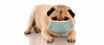 Aumento de "tos de las perreras" causa preocupación a veterinarios