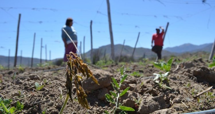"No será suficiente": la respuesta del rubro agrícola al nuevo plan del Gobierno contra la sequía