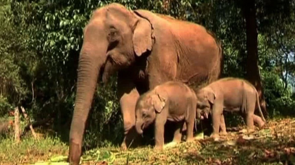 (VIDEO) Sri Lanka: Nacen gemelos elefantes por primera vez en 80 años