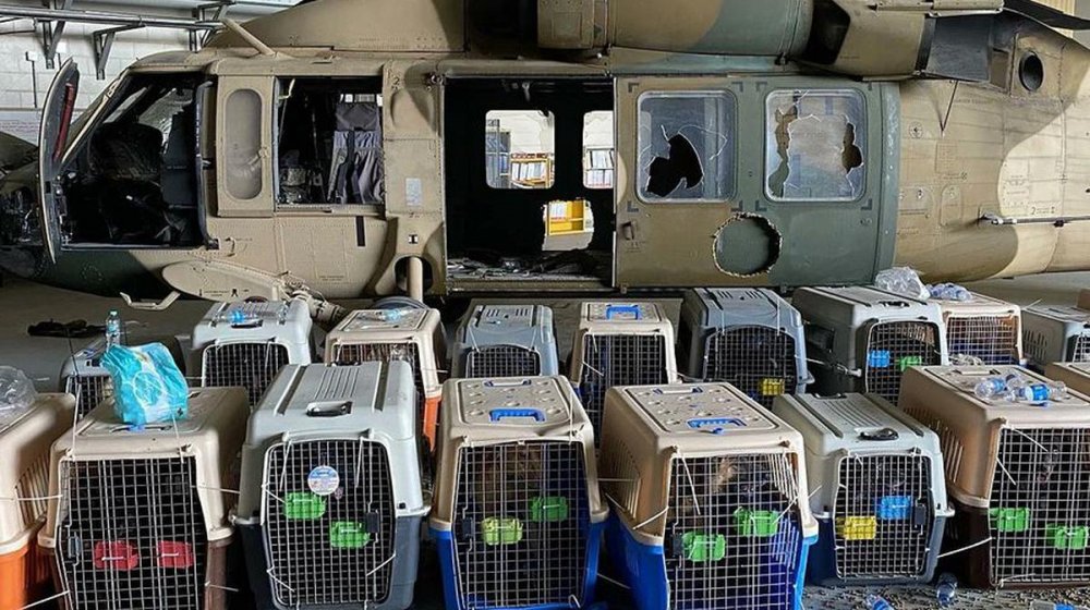 EEUU desmiente que sus militares hayan abandonado perros al retirarse de Afganistán