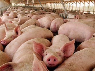 U. de Chile obtiene patente para vacuna contra patología que afecta producción de cerdos