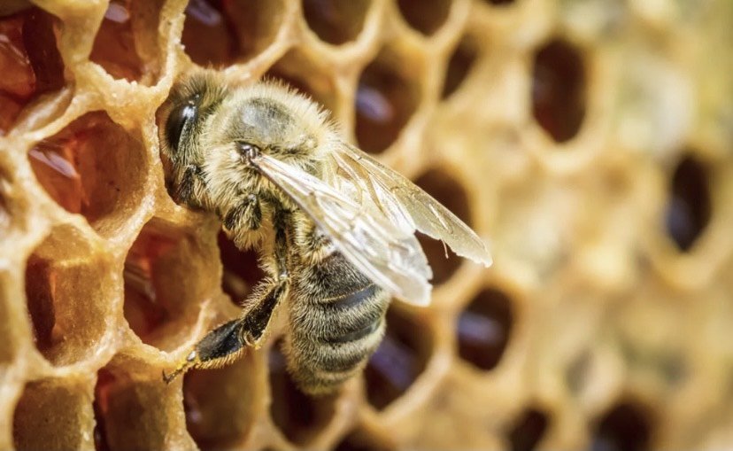Bazar Abeille: La importancia de la miel en el ecosistema