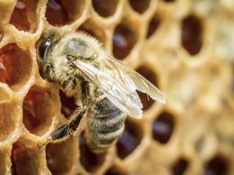 Bazar Abeille: La importancia de la miel en el ecosistema