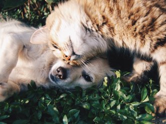 Picazón, alergias e irritación cutánea: algunas consecuencias del calor en nuestras mascotas