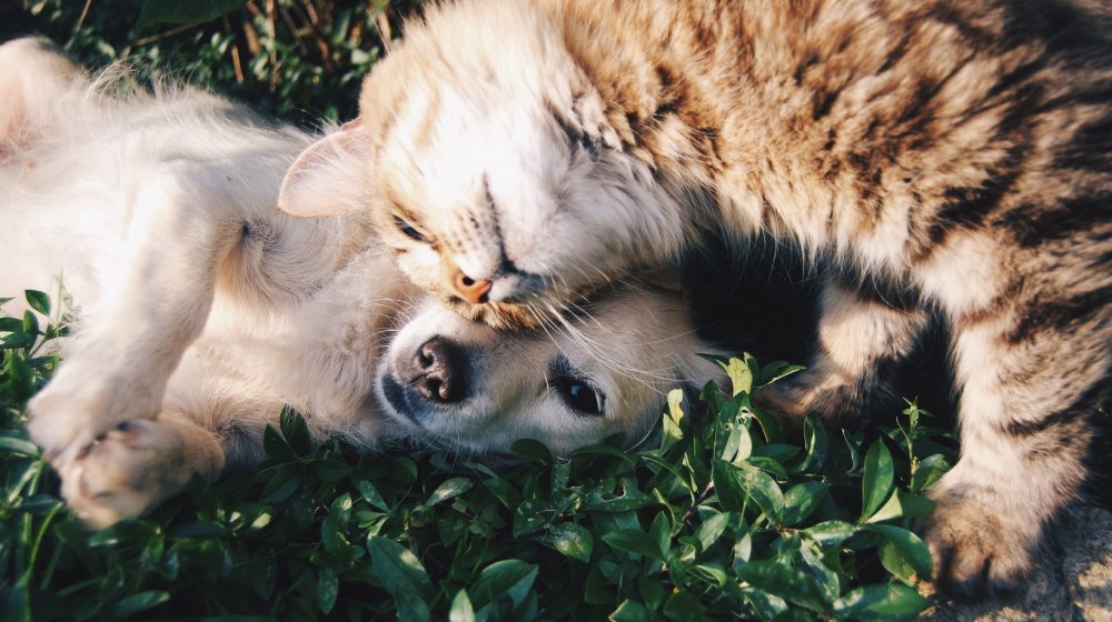 Picazón, alergias e irritación cutánea: algunas consecuencias del calor en nuestras mascotas