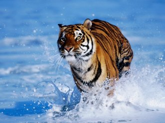 2022 y el Año del Tigre: Las guías para cada animal según el Horóscopo Chino